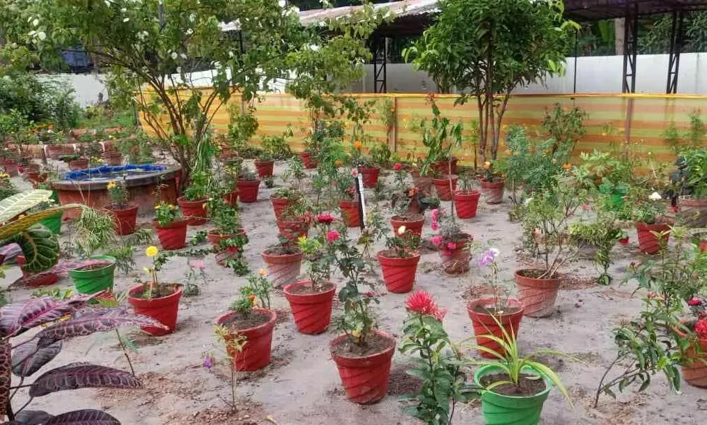 Butterfly park Butterfly park