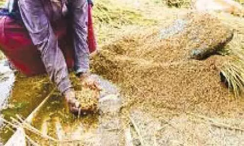 മഴ: 292.31 ഹെക്ടര്‍ നെല്‍കൃഷി നശിച്ചു,  നഷ്​ടം 438 കോടി