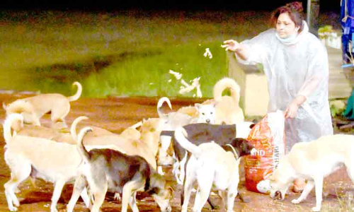 ഇ​വി​ടെ നാ​യ്ക്ക​ൾ സ​ന്തു​ഷ​്​​ട​രാ​ണ്;  അ​ന്നം ന​ൽ​കാ​ൻ മൂ​ന്നം​ഗ കു​ടും​ബം