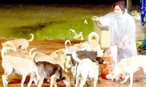 ഇ​വി​ടെ നാ​യ്ക്ക​ൾ സ​ന്തു​ഷ​്​​ട​രാ​ണ്;  അ​ന്നം ന​ൽ​കാ​ൻ മൂ​ന്നം​ഗ കു​ടും​ബം