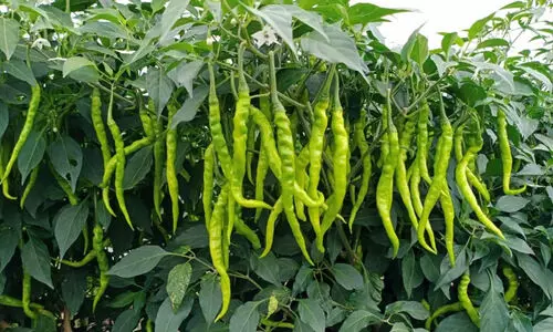 Green Chilli farmers