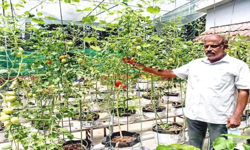 മട്ടുപ്പാവിൽ ജൈവ കൃഷിയൊരുക്കി പ്രവാസി ദമ്പതികൾ