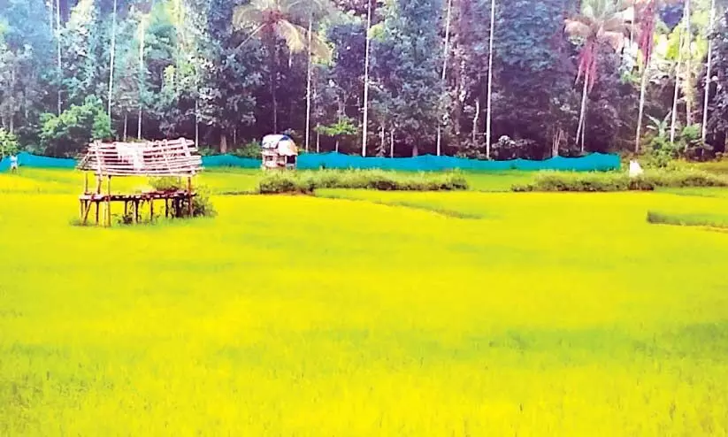 നെ​ൽ​കൃ​ഷി​യെ പ്ര​ണ​യി​ച്ച്​ ചാ​ത്ത​മം​ഗ​ല​ത്തെ ക​ർ​ഷ​ക​ർ