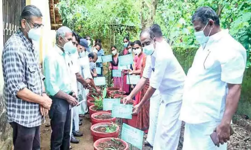എല്ലാ വീട്ടിലും ഔഷധച്ചെടി; മാത്തൂർ ഇനി ഔഷധക്കലവറ