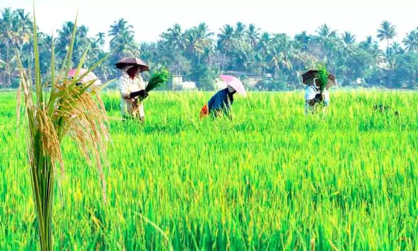 കുട്ടനാട്ടിൽ കൊയ്ത്ത് തുടങ്ങുന്നു; പാകമാകുന്നത് 8107 ഹെക്ടർ കുട്ടനാട്ടിൽ കൊയ്ത്ത് തുടങ്ങുന്നു; പാകമാകുന്നത് 8107 ഹെക്ടർ
