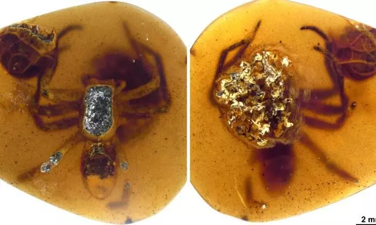 amber-spiders 16921