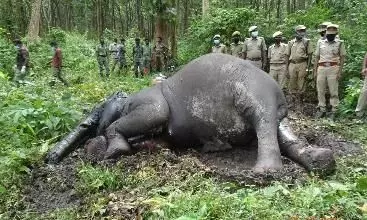 മുതുമലയിൽ വീണ്ടും കാട്ടാനയുടെ ജഡം