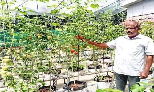 മട്ടുപ്പാവിൽ ജൈവ കൃഷിയൊരുക്കി പ്രവാസി ദമ്പതികൾ