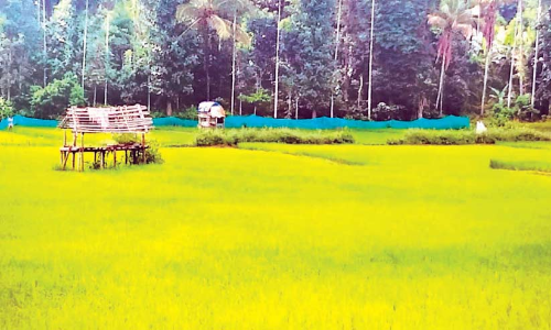 നെ​ൽ​കൃ​ഷി​യെ പ്ര​ണ​യി​ച്ച്​ ചാ​ത്ത​മം​ഗ​ല​ത്തെ ക​ർ​ഷ​ക​ർ