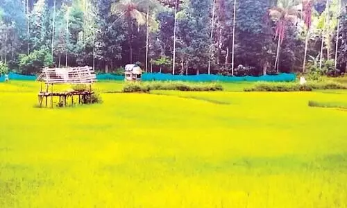 നെ​ൽ​കൃ​ഷി​യെ പ്ര​ണ​യി​ച്ച്​ ചാ​ത്ത​മം​ഗ​ല​ത്തെ ക​ർ​ഷ​ക​ർ