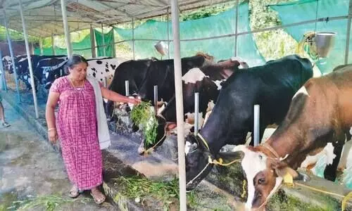 ധവള വിപ്ലവവുമായി വീട്ടമ്മ ധവള വിപ്ലവവുമായി വീട്ടമ്മ