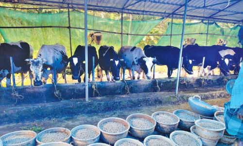 കാ​ലി​ത്തീ​റ്റ​ക്ക്​ വി​ല കു​തി​ക്കു​ന്നു; ക്ഷീ​ര ക​ർ​ഷ​ക​ർ പ്ര​തി​സ​ന്ധി​യി​ൽ