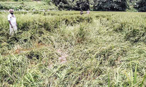 അഴിഞ്ഞാടി കാട്ടുപന്നിക്കൂട്ടം; ലക്കിടിയിൽ നാല്​ ഏക്കർ കൃഷി നശിച്ചു
