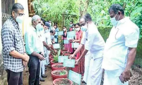 എല്ലാ വീട്ടിലും ഔഷധച്ചെടി; മാത്തൂർ ഇനി ഔഷധക്കലവറ