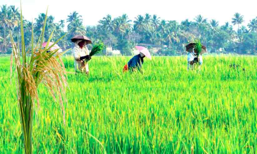 കുട്ടനാട്ടിൽ കൊയ്ത്ത്​ തുടങ്ങുന്നു; പാകമാകുന്നത്​ 8107 ഹെക്ടർ