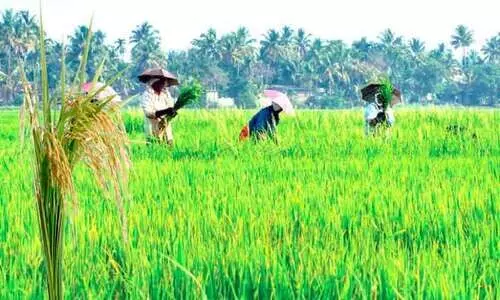 കുട്ടനാട്ടിൽ കൊയ്ത്ത്​ തുടങ്ങുന്നു; പാകമാകുന്നത്​ 8107 ഹെക്ടർ