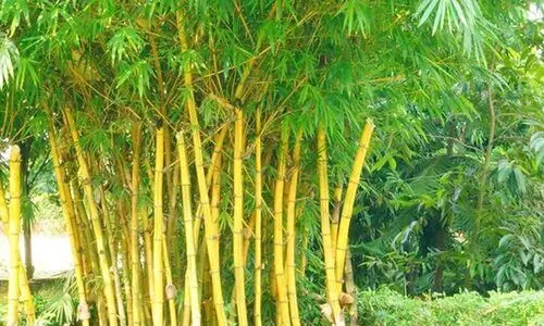 ഹരിത സ്വർണമെന്നറിയപ്പെടുന്ന മുളയുടെ വിശേഷങ്ങൾ