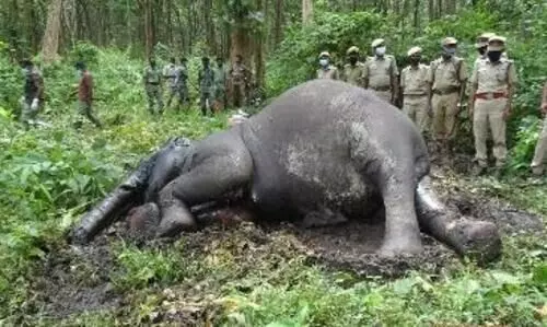 മുതുമലയിൽ വീണ്ടും കാട്ടാനയുടെ ജഡം