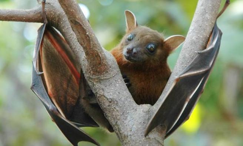 നിപ; വവ്വാലുകളെ വീണ്ടും പിടികൂടി