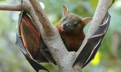 നിപ; വവ്വാലുകളെ വീണ്ടും പിടികൂടി