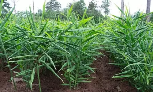 കർണാടകയിൽ വില കൂപ്പുകുത്തി; ഇഞ്ചി കര്‍ഷകര്‍ ദുരിതക്കയത്തിൽ