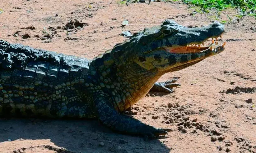 മുതലയെ രക്ഷിക്കാൻ രാജധാനി എക്സ്പ്രസ് നിർത്തിയത് അരമണിക്കൂറോളം മുതലയെ രക്ഷിക്കാൻ രാജധാനി എക്സ്പ്രസ് നിർത്തിയത് അരമണിക്കൂറോളം