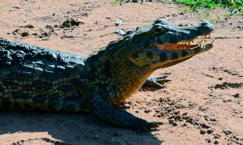 മുതലയെ രക്ഷിക്കാൻ രാജധാനി എക്സ്പ്രസ് നിർത്തിയത്​ അരമണിക്കൂറോളം