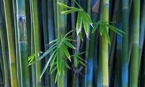 Bamboo