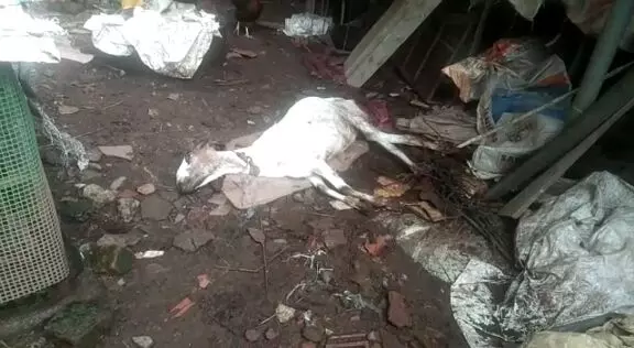 അപൂർവ രോഗം: ആടുകൾ ചത്തൊടുങ്ങുന്നു അപൂർവ രോഗം: ആടുകൾ ചത്തൊടുങ്ങുന്നു