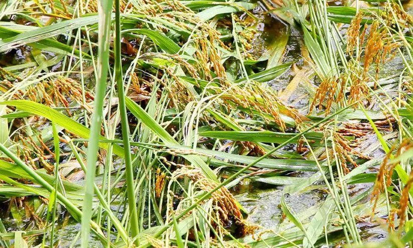 paddy നെൽ നെല്ല് paddy നെൽ നെല്ല്