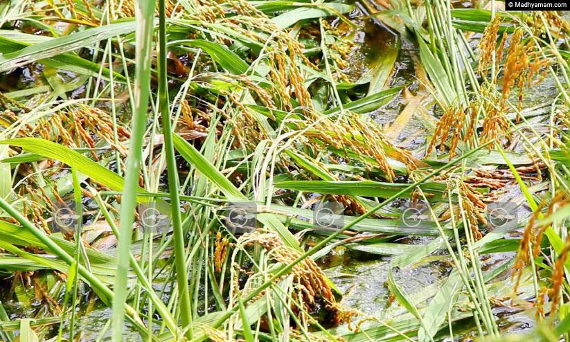 കാലംതെറ്റി കാലവർഷം; നെൽപാടങ്ങളിൽ കണ്ണീർ കാലംതെറ്റി കാലവർഷം; നെൽപാടങ്ങളിൽ കണ്ണീർ