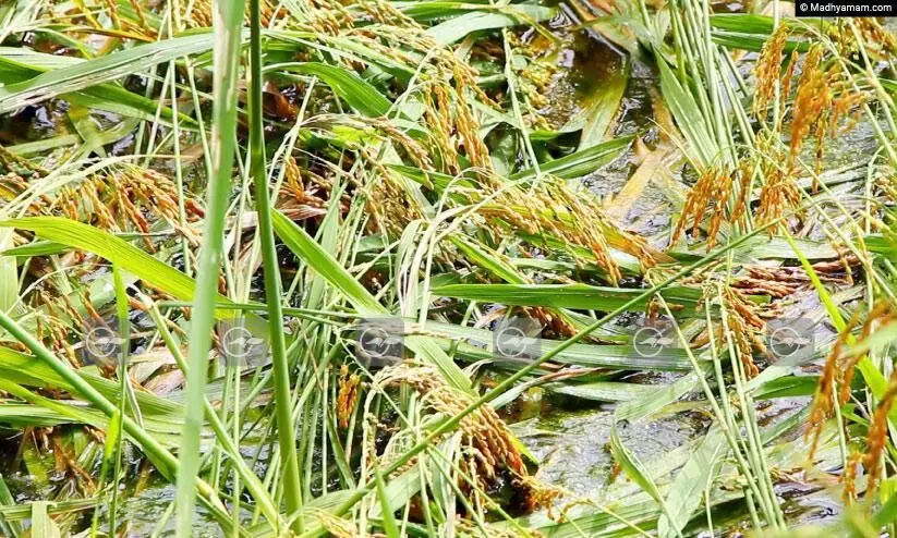 പ്രളയം: പ​ത്ത​നം​തി​ട്ട ജില്ലയിൽ​ 18.63 കോടിയുടെ കൃഷിനാശം, 410 ഏ​ക്ക​ർ സ്ഥ​ല​ത്തെ നെ​ല്ല്​ മു​ങ്ങി​ക്കി​ട​ക്കു​ന്നു