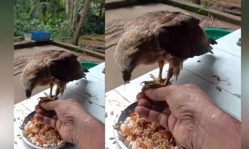 തനിക്കൊണം പുറത്തെടുത്ത് പരുന്ത്; സഹായിച്ച ഷാജിയേട്ടന് കൊടുത്തത് എട്ടിന്റെ പണി തനിക്കൊണം പുറത്തെടുത്ത് പരുന്ത്; സഹായിച്ച ഷാജിയേട്ടന് കൊടുത്തത് എട്ടിന്റെ പണി