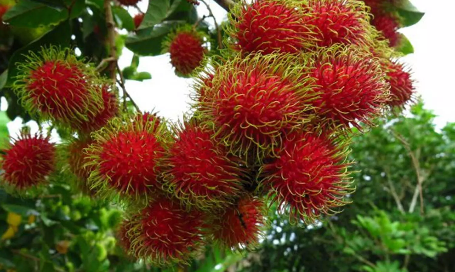 rambutan
