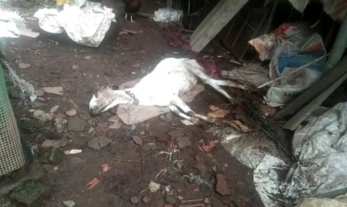 അപൂർവ രോഗം: ആടുകൾ ചത്തൊടുങ്ങുന്നു