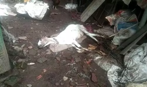 അപൂർവ രോഗം: ആടുകൾ ചത്തൊടുങ്ങുന്നു