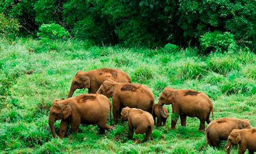 നെല്ലിയാമ്പതി ​മേഖലയിൽ വന്യജീവികൾ   വളർത്തുമൃഗങ്ങൾക്ക് ഭീഷണി