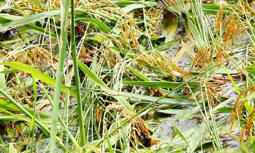 paddy നെൽ നെല്ല്​