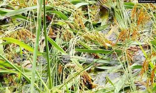 കാലംതെറ്റി കാലവർഷം; നെൽപാടങ്ങളിൽ കണ്ണീർ