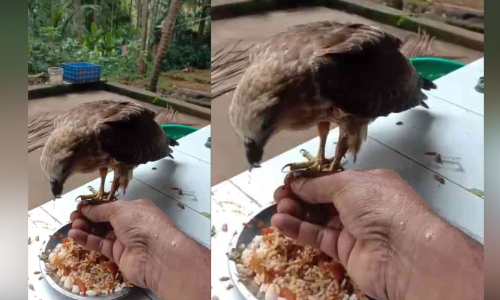 തനി​ക്കൊണം പുറത്തെടുത്ത്​ പരുന്ത്​; സഹായിച്ച ഷാജിയേട്ടന്​ കൊടുത്തത്​​ എട്ടിന്‍റെ പണി