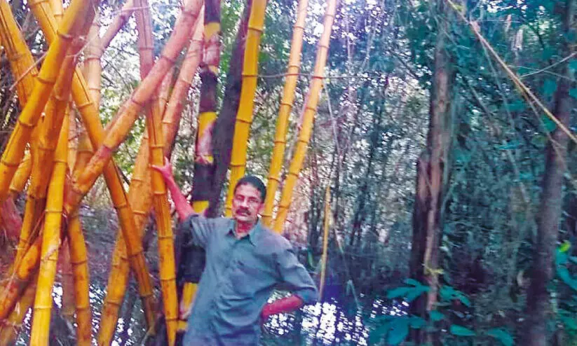 മുളയെ പ്രണയിച്ച അപ്പച്ചന്‍ മാസ്​റ്റർ