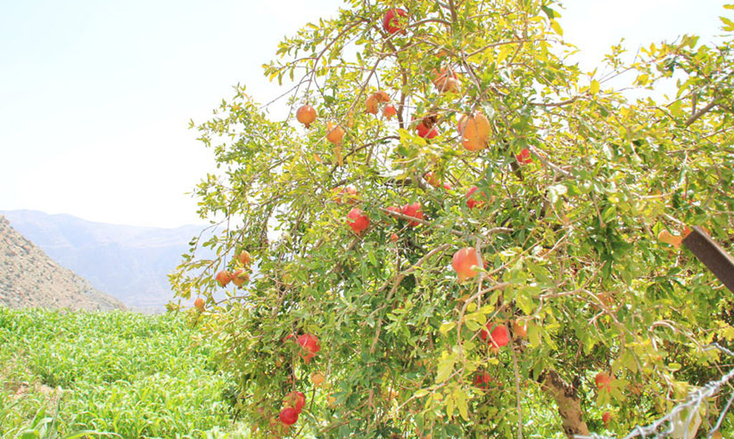 ജബൽ അഖ്ദറിൽ ഇത് മാതളക്കാലം വിളവെടുപ്പ് ആരംഭിച്ചു ജബൽ അഖ്ദറിൽ ഇത് മാതളക്കാലം വിളവെടുപ്പ് ആരംഭിച്ചു