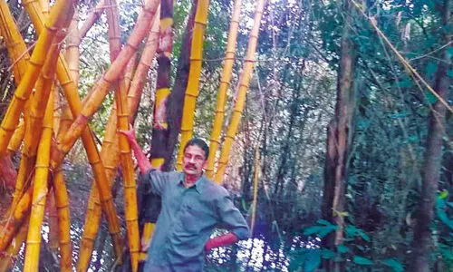 മുളയെ പ്രണയിച്ച അപ്പച്ചന്‍ മാസ്​റ്റർ