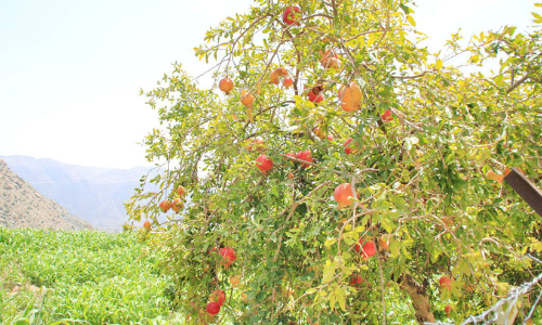 ജബൽ അഖ്ദറിൽ ഇത്​ മാതളക്കാലം വി​ള​വെ​ടു​പ്പ്​ ആ​രം​ഭി​ച്ചു