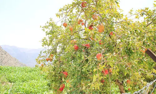 ജബൽ അഖ്ദറിൽ ഇത്​ മാതളക്കാലം വി​ള​വെ​ടു​പ്പ്​ ആ​രം​ഭി​ച്ചു
