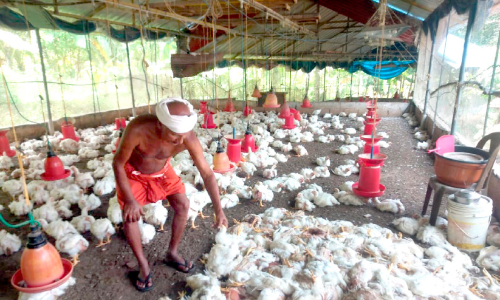 തെരുവുനായ്ക്കൾ കോഴികളെ കടിച്ചുകൊന്നു