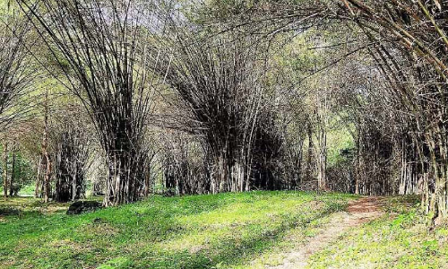 മുപ്ലിയത്തെ മുളവിപ്ലവം