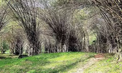 മുപ്ലിയത്തെ മുളവിപ്ലവം