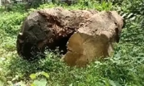 കവിയൂരിലെ പഴമ്പള്ളിയിൽ ലക്ഷങ്ങൾ വിലമതിക്കുന്ന തടികൾ ഉപേക്ഷിക്കപ്പെട്ട നിലയിൽ