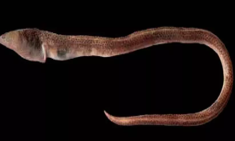 discovered by the Zoological Survey of India Rare fish in Kerala discovered by the Zoological Survey of India Rare fish in Kerala